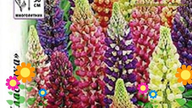 Люпин гибридный. Краткий обзор, описание характеристик, где купить семена lupinus polyphyllus Лулу смотреть онлайн