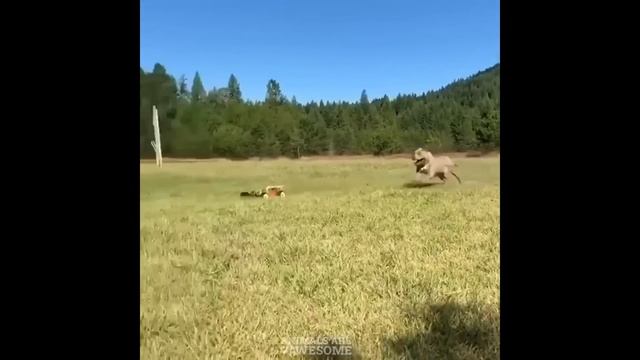 Питбуль - Смешные Питбули Видео - Приколы с Питбулями/Awesome Funny Pitbull Video смотреть онлайн