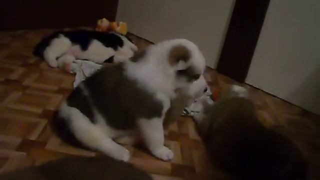 Алабаи щенкам 30дней смотреть онлайн