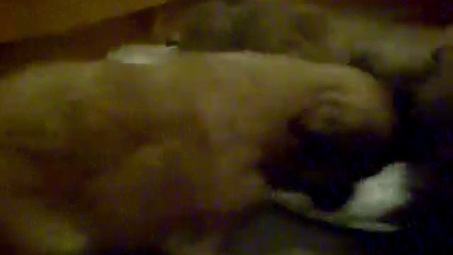 S7300040 Щенки пекинеса. Один месяц. смотреть онлайн