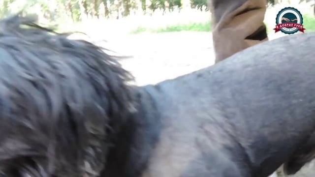 "В добрые руки". Эпизод 3 смотреть онлайн