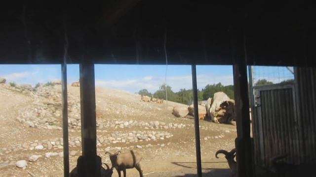 Таллинский зоопарк. Карликовый бегемот. Дагестанские туры.Водоплавающие. смотреть онлайн