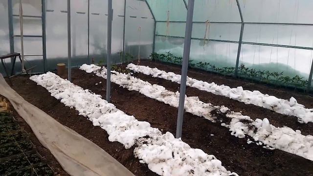 Теплица 23 апреля. Время для рассады смотреть онлайн