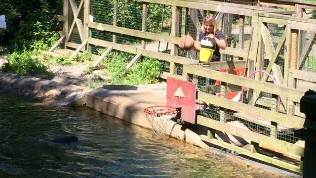 Тюлень Puika в рижском зоопарке смотреть онлайн