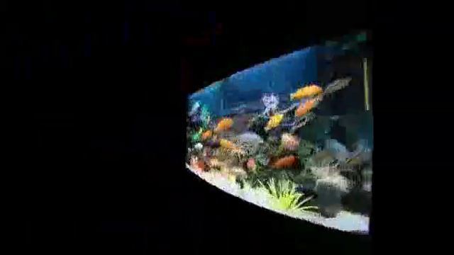 Аквариумные рыбки смотреть онлайн