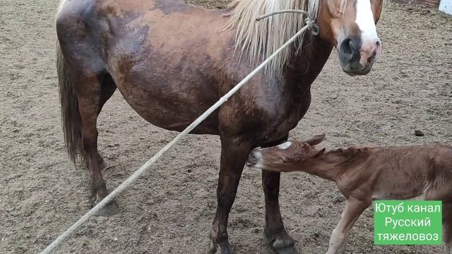 Боливия ?, годовалый жеребёнок ей важней. смотреть онлайн