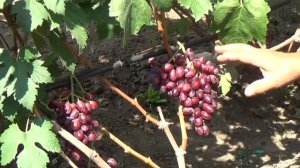 Виноград Малиновая заря