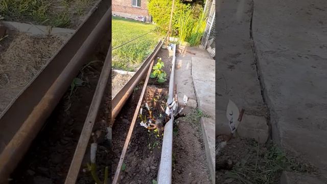 Прививка винограда черным в зеленое! смотреть онлайн