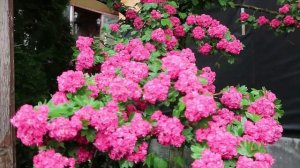 БОЯРЫШНИК МАХРОВЫЙ  - "Paul"s Scarlet"