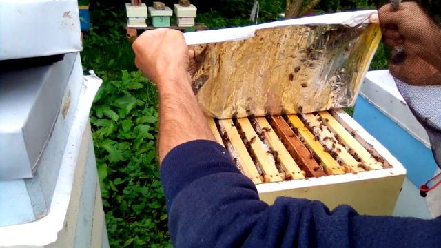 АКАЦІЯ 2021, взяли суперово смотреть онлайн