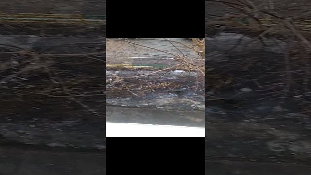 Наканеста скоро лета