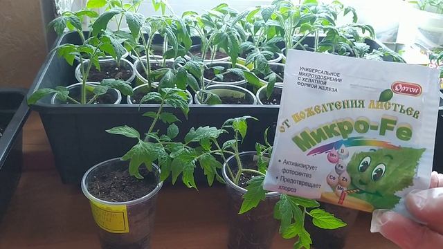 ТОМАТЫ-моя любимая огородная культура. смотреть онлайн