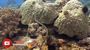 Белчера  самая ядовитая морская змея в мире.