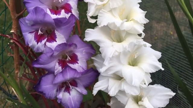 ГОРДЫЕ ОДИНОКИЕ ГЛАДИОЛУСЫ И КОЛЛЕКТИВНЫЕ ПЕТУНИИ - цветы как люди - мои наблюдения смотреть онлайн