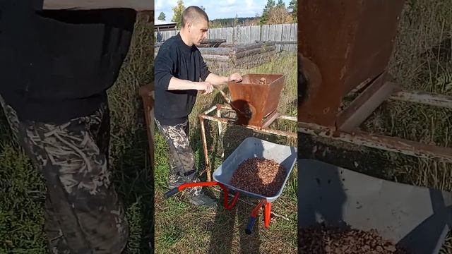 Перемалываем кедровую шишку! Заготовка семян!