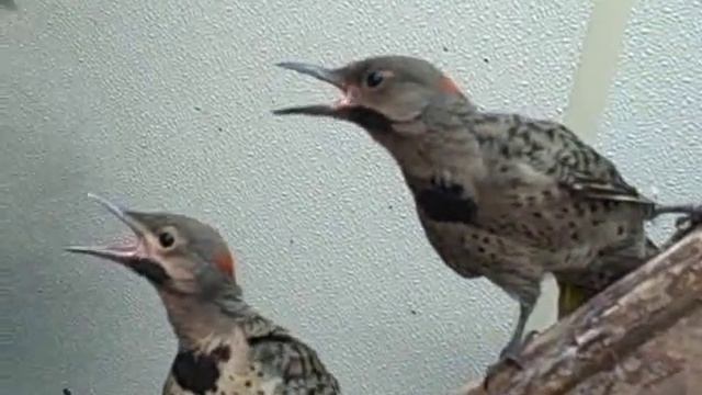 Northern Flicker Fledglings смотреть онлайн