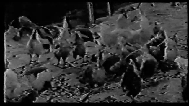 Дальневосточной Студии кинохроники. "Дороже золота". "Далькиностудия". 1993 год. смотреть онлайн