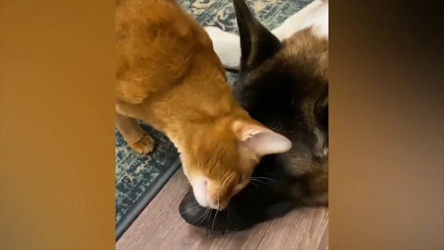 Самые Смешные Животные 🤣 смотреть онлайн