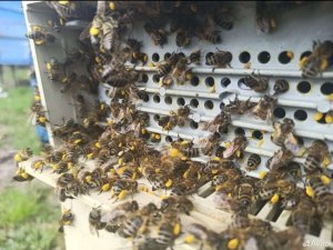 Доработка пыльцесборника. Опыт от беларусов.mp4