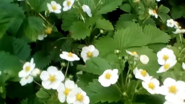 Суниця лісова #суниця #земляника бн