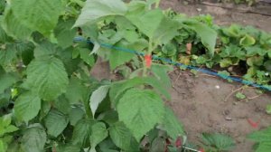 Малина Прималба! Крупная , прошлогодняя новинка!