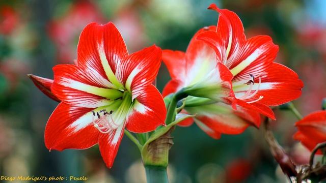 Цветы & Flowers - spontaneous singing - спонтанное пение смотреть онлайн