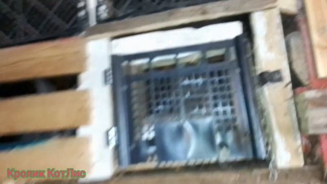 Сколько НАДО САМОК и КРОЛОВ.Весенняя ревизия в крольчатнике. смотреть онлайн