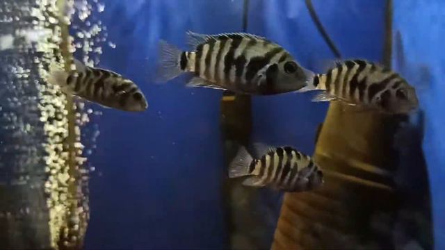 Ассортимент рыбок в зоомагазине ZOOмаркет смотреть онлайн