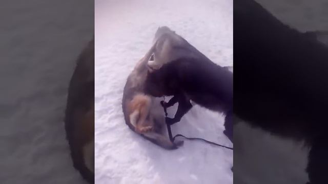 8 марта на собачьей площадке с канадским волком #волкдома #канадскийволк #wolf #canadianwolf смотреть онлайн