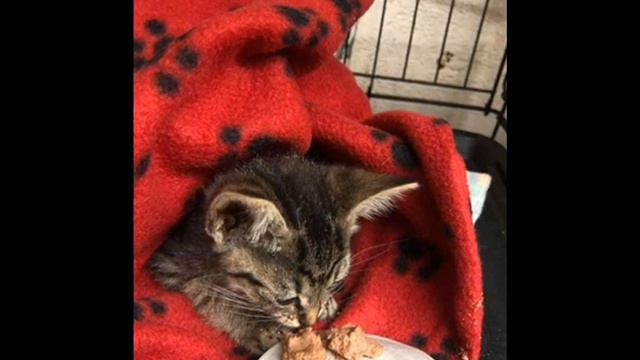 Что же случилось с котенком??? #животные #спасение #забота смотреть онлайн