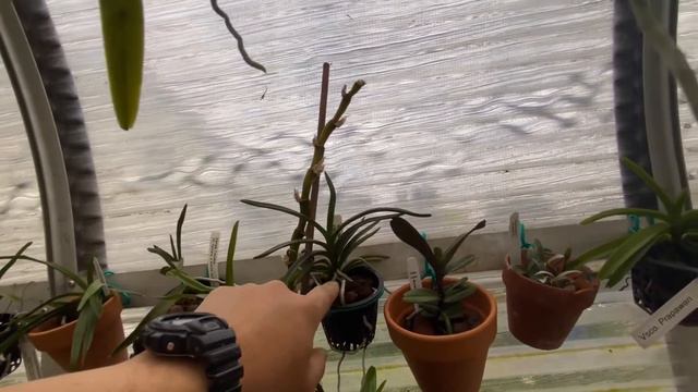 Should I buy Orchid Seedlings? #carecollab смотреть онлайн