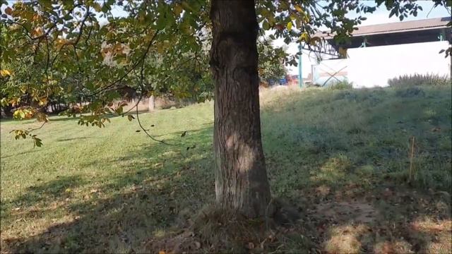 🤷♂️КАК ЖИВУТ В ЧЕХИИ 😵ЧЕШСКАЯ ГЛУБИНКА💪СБОР ОРЕХОВ 👍 Продолжение следует.. смотреть онлайн