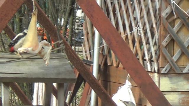 Дятел клюёт сало, необычная птица, простая кормушка для птиц смотреть онлайн