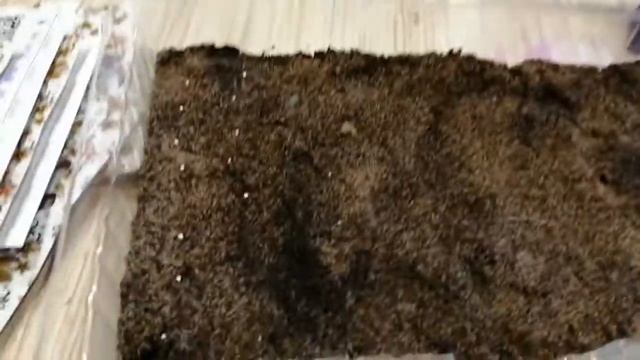 ПЕТУНИЮ ОБЯЗАТЕЛЬНО ОБРАБАТЫВАЮ ДО ПОСАДКИ