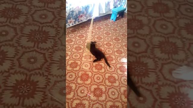 Кеша и Мурчик. Игра котиков. смотреть онлайн