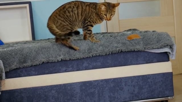 Реакция енота ХАЙПА и кота ШТИРЛИЦА на ДОМИК из КАРТОННЫХ КОРОБОК смотреть онлайн