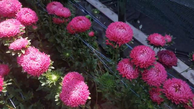 Астра 8.08.2023 смотреть онлайн