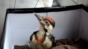 Кормим дятла.