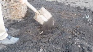 Посадка моркови НА СЕМЕНА!