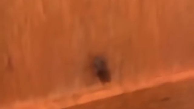 Get out of my house. Guy throws bologna at spider. смотреть онлайн