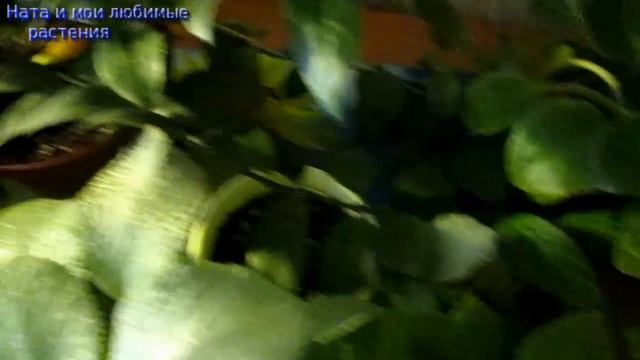 Не бойтесь выращивать фиалки , эписции и т.д  :  наш канал вам поможет !  Новая загадка о растениях