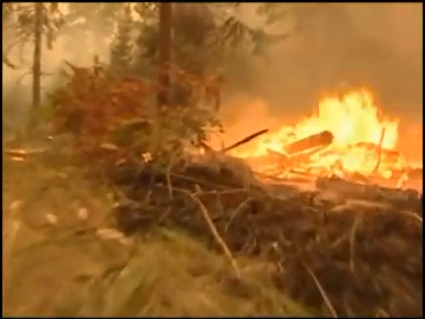 Берегите лес смотреть онлайн