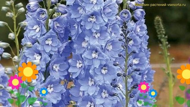 Дельфиниум культурный Пасифик Джайант Саммер Скайз. Краткий обзор смотреть онлайн