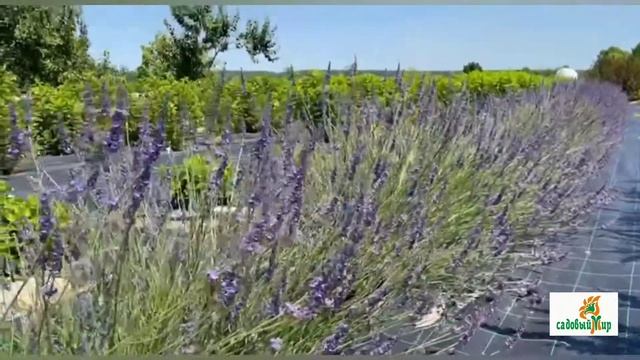 Приглашаем Вас в наш Прованс) смотреть онлайн