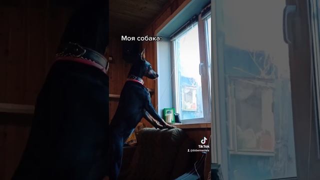 Чем завлечь собаку? ??? смотреть онлайн