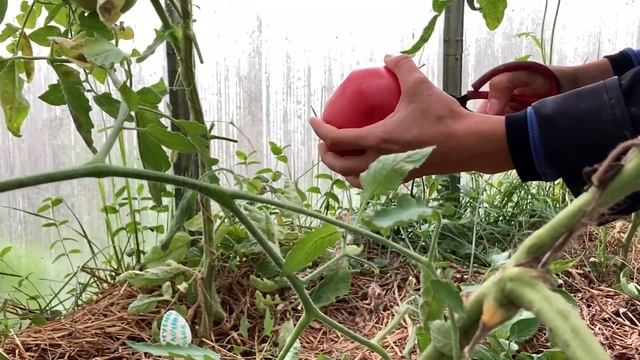 Томаты "Минусинские яблочные розовые". Обзор гиганта, отзыв, выращивание, дегустация смотреть онлайн