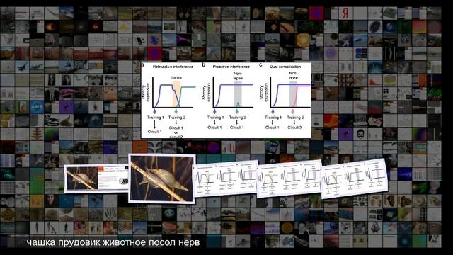 Прудовики показали важность разнообразия информации для хорошей памяти смотреть онлайн