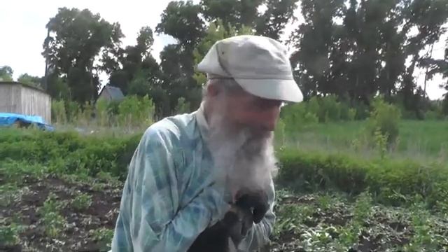 Борьба с сорняками, жуками и аханье от трудов бобров. 20. 06. 2019 смотреть онлайн