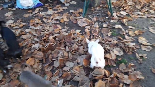 как приучить щенка чихуахуа к пелёнке, рекомендации заводчика Симферополь Крым Кастропуло питомник смотреть онлайн