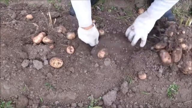 Мотоблок копает САМ смотреть онлайн